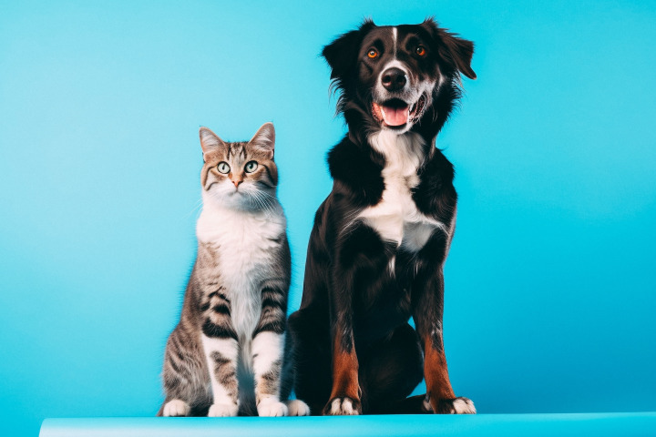 Kutyusok, macsekok és Petfirst weshop PPC